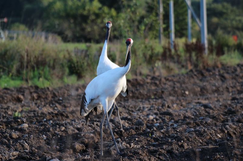 ファイル 114-6.jpg