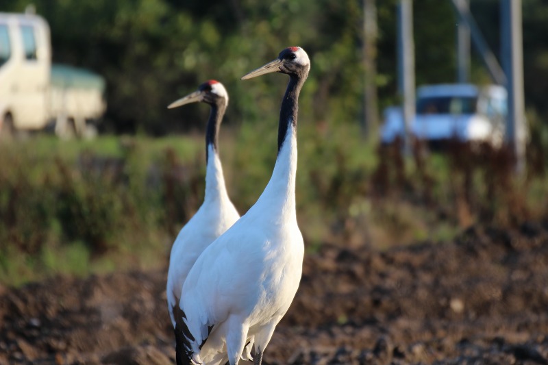 ファイル 114-7.jpg