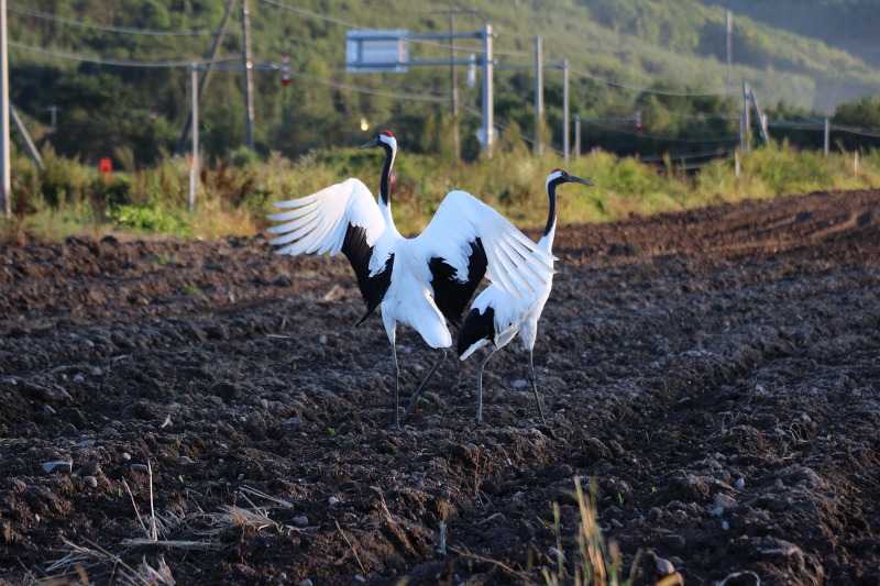 ファイル 114-8.jpg