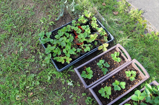 ファイル 116-1.jpg