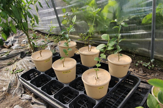 ファイル 116-2.jpg