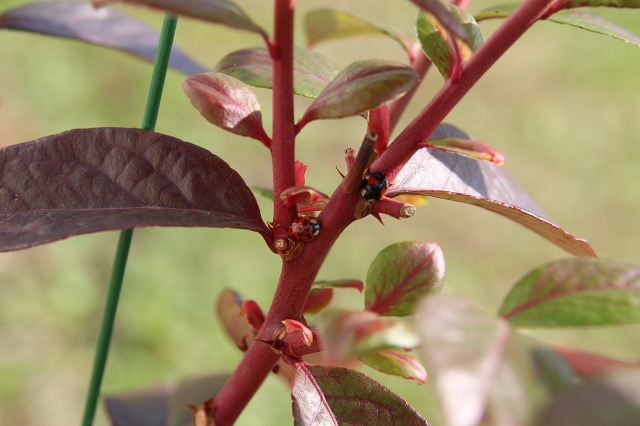 ファイル 116-4.jpg