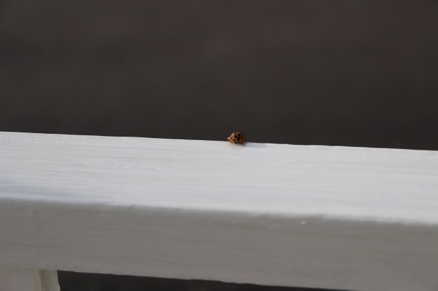 ファイル 116-8.jpg