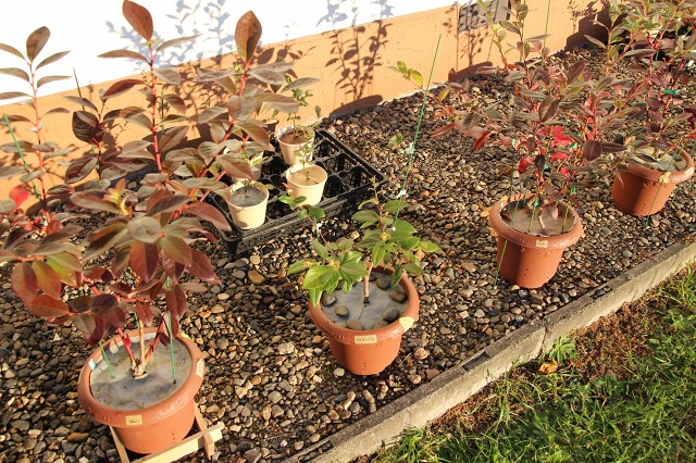 ファイル 119-5.jpg