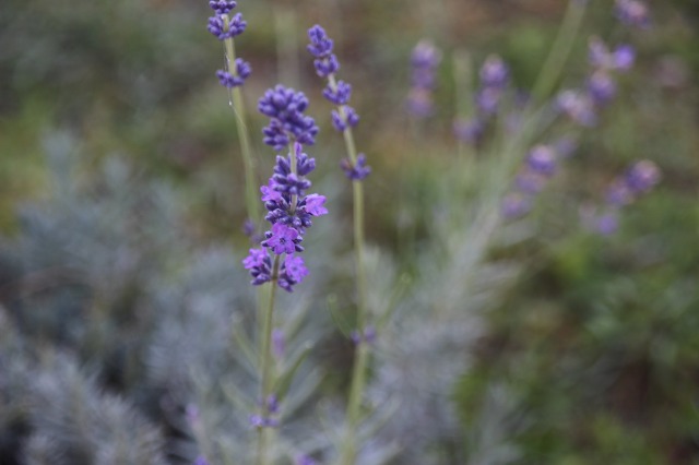 ファイル 119-7.jpg