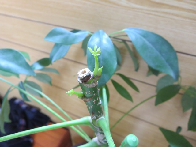 ファイル 12-1.jpg