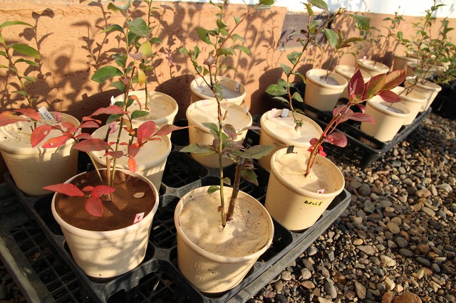 ファイル 123-4.jpg