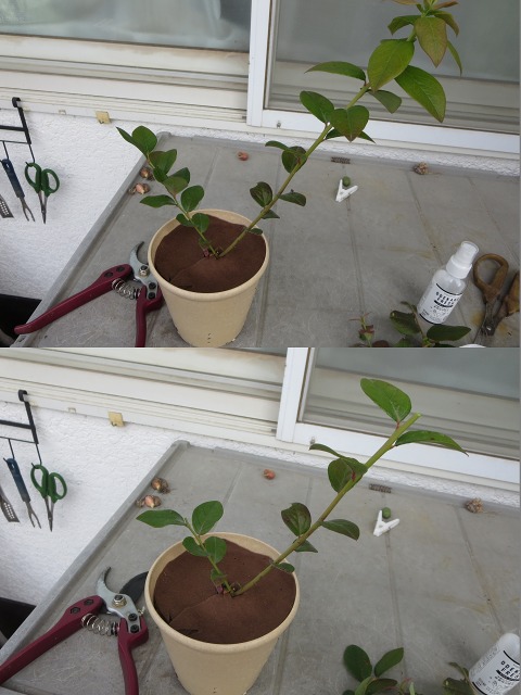 ファイル 124-5.jpg