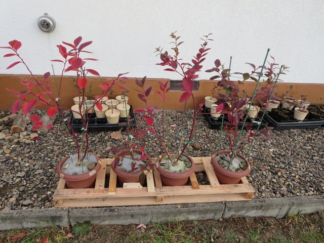 ファイル 128-5.jpg