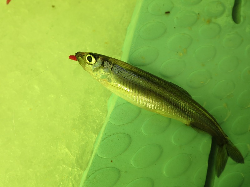 ファイル 30-5.jpg