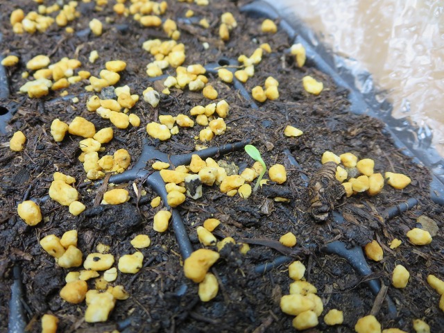 ファイル 33-9.jpg