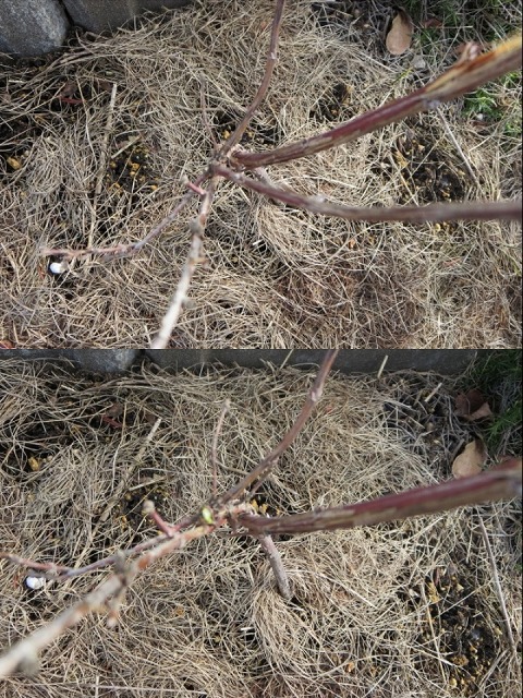 ファイル 37-2.jpg