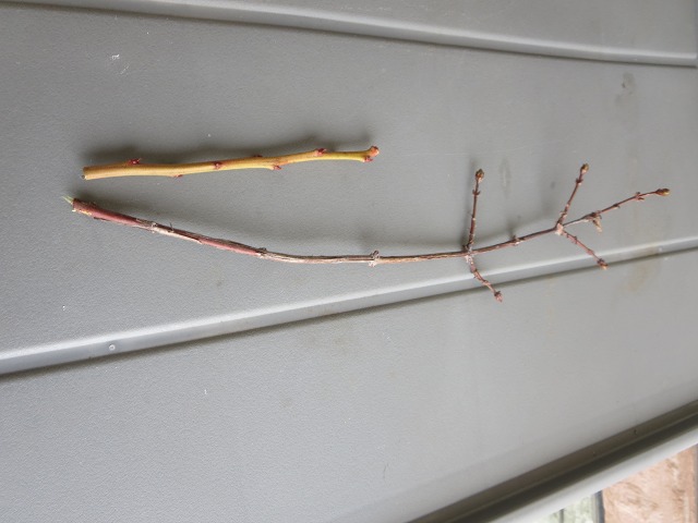 ファイル 37-3.jpg