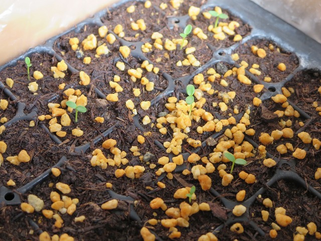 ファイル 37-7.jpg