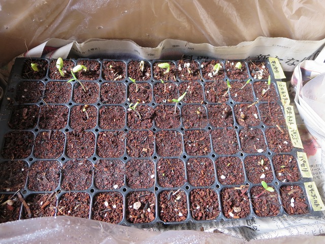 ファイル 37-8.jpg