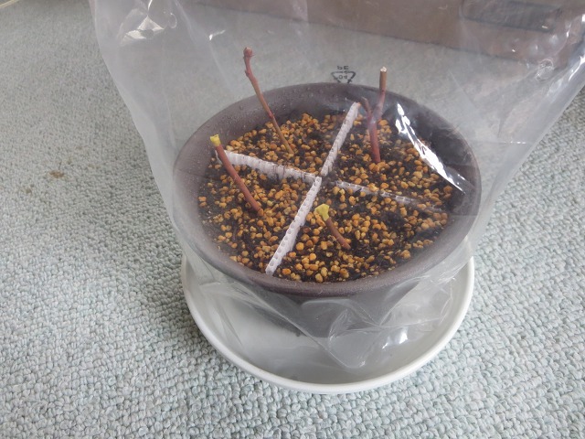 ファイル 40-7.jpg