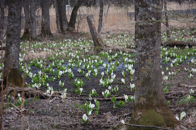 ファイル 44-1.jpg