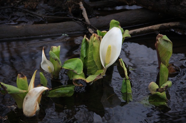 ファイル 44-2.jpg