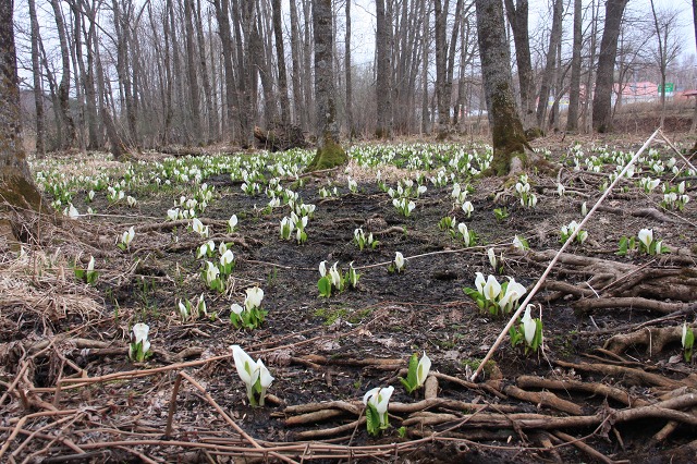 ファイル 44-3.jpg