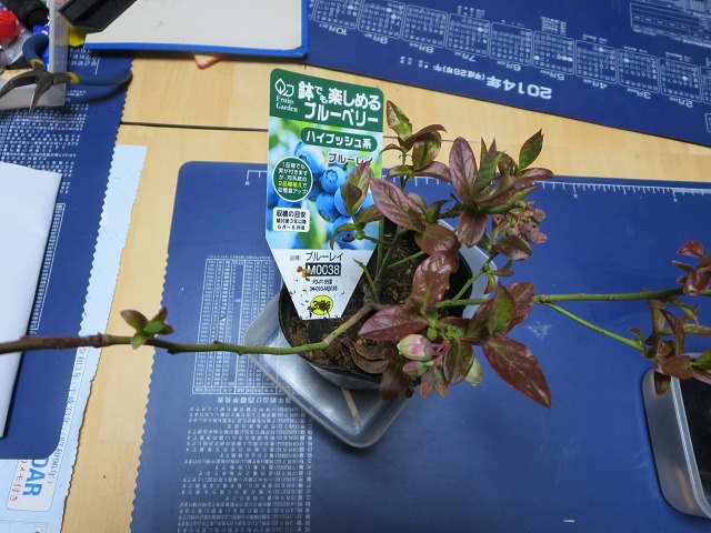 ファイル 45-1.jpg