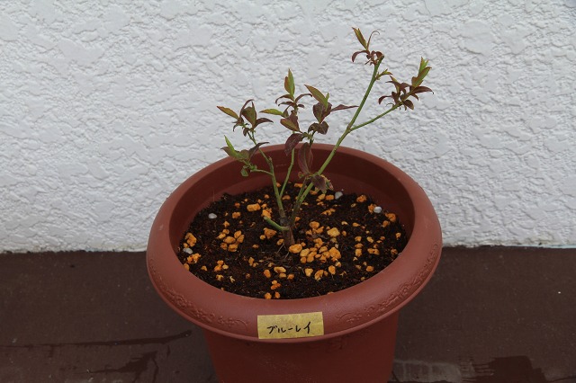 ファイル 45-2.jpg