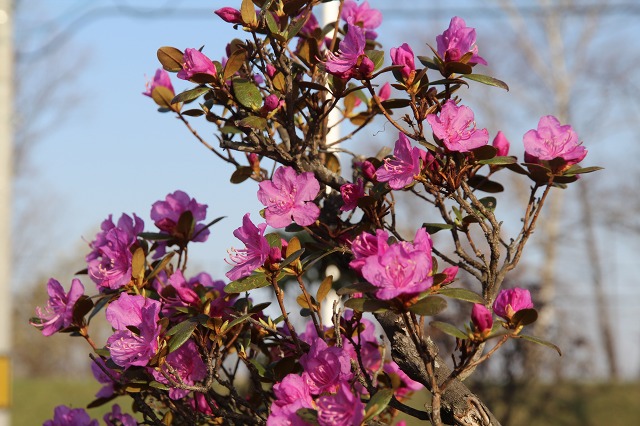 ファイル 46-1.jpg