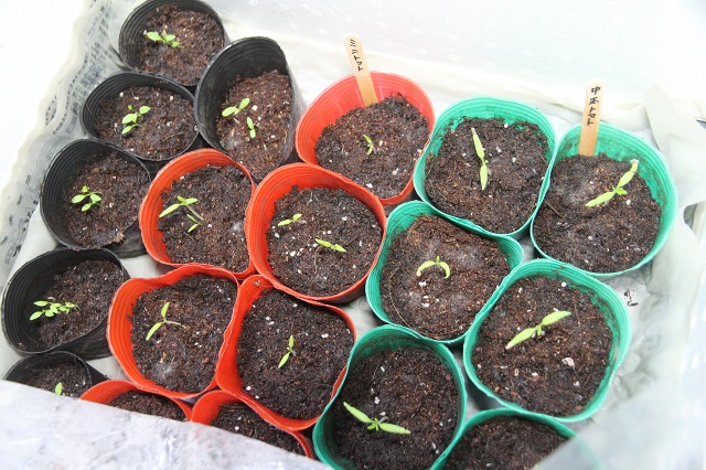 ファイル 46-2.jpg