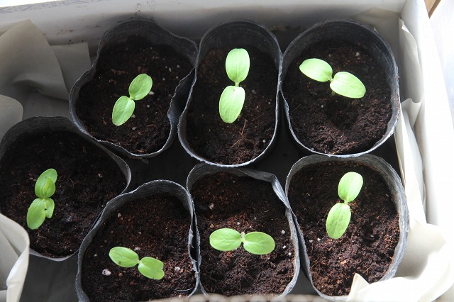 ファイル 46-3.jpg