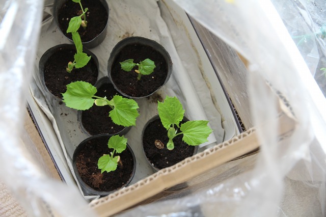 ファイル 46-4.jpg