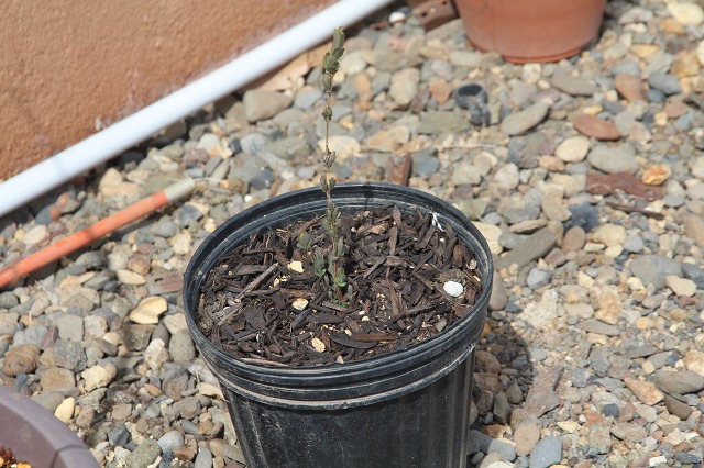 ファイル 46-6.jpg