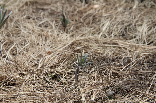 ファイル 46-8.jpg