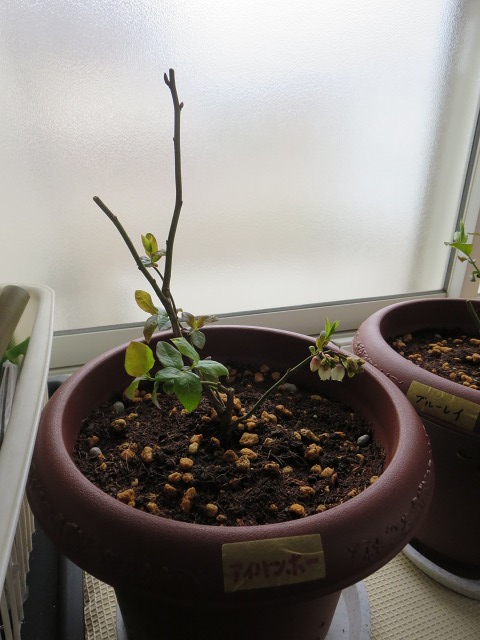 ファイル 49-3.jpg