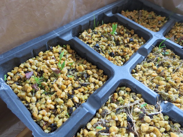 ファイル 49-5.jpg