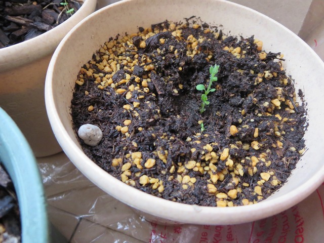 ファイル 49-6.jpg