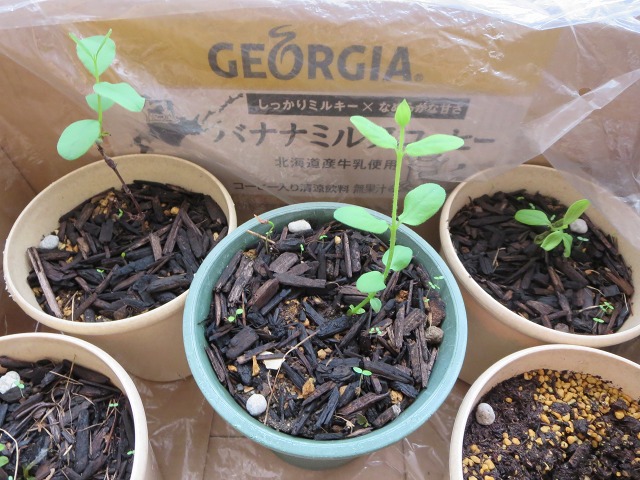 ファイル 49-7.jpg