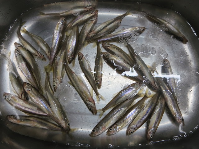 ファイル 5-1.jpg