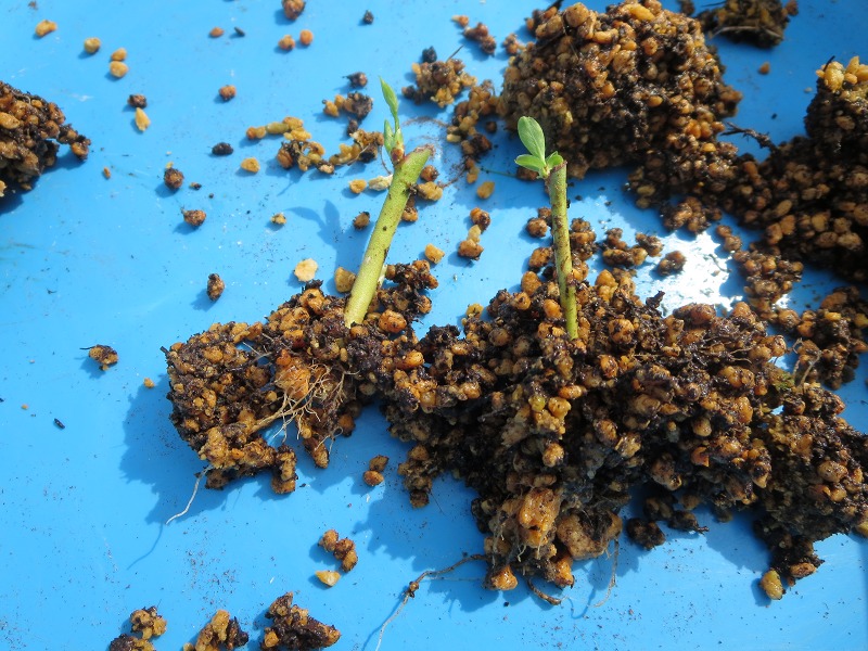 ファイル 50-3.jpg