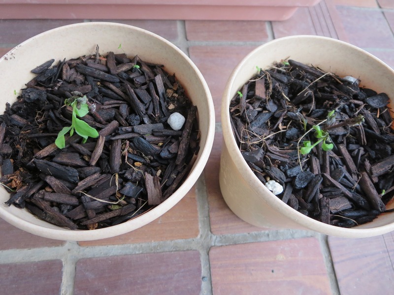 ファイル 50-9.jpg