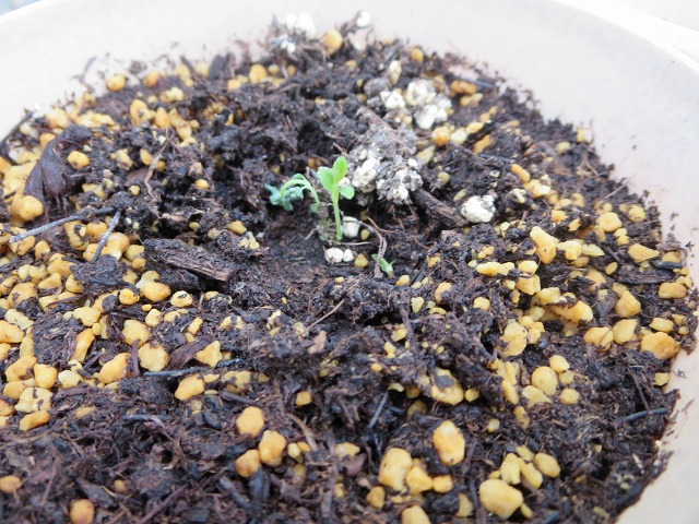 ファイル 52-7.jpg