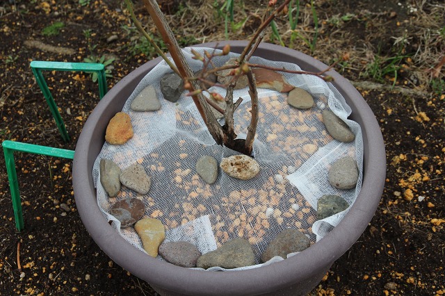 ファイル 54-3.jpg