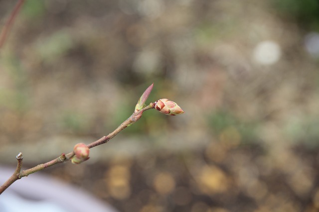 ファイル 54-5.jpg