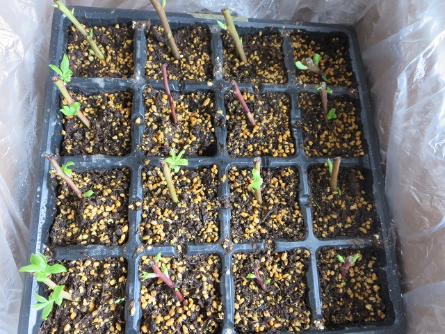 ファイル 54-7.jpg