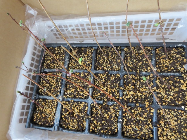 ファイル 54-8.jpg