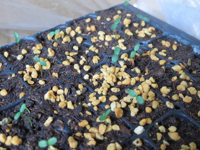 ファイル 54-9.jpg