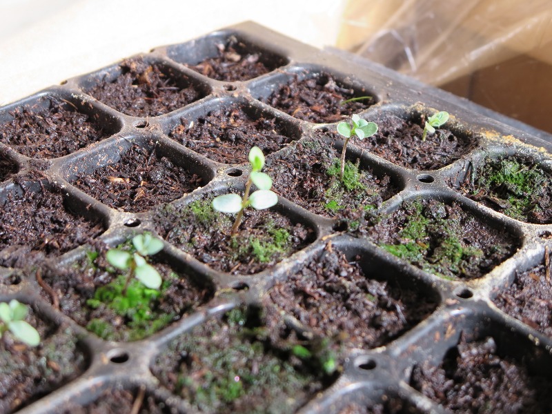 ファイル 57-4.jpg