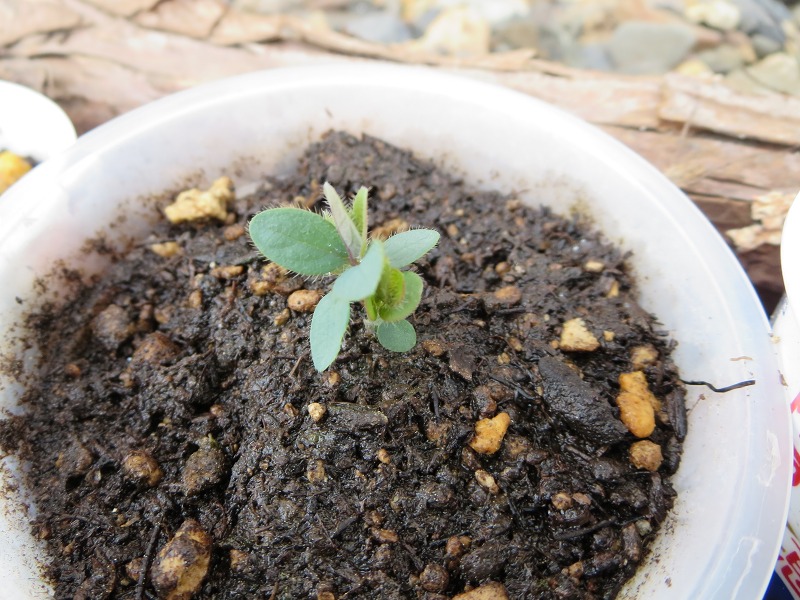 ファイル 57-5.jpg