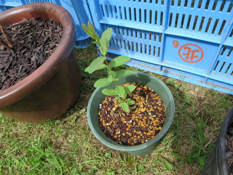 ファイル 57-6.jpg