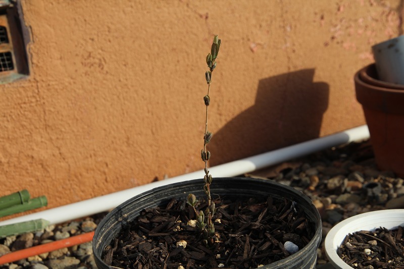 ファイル 57-8.jpg