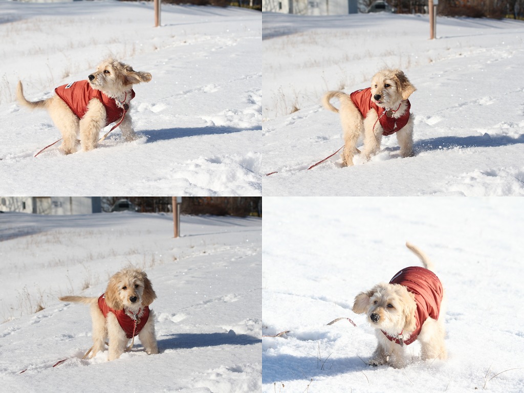 ファイル 6-3.jpg