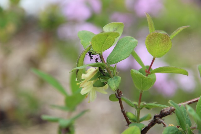 ファイル 60-1.jpg